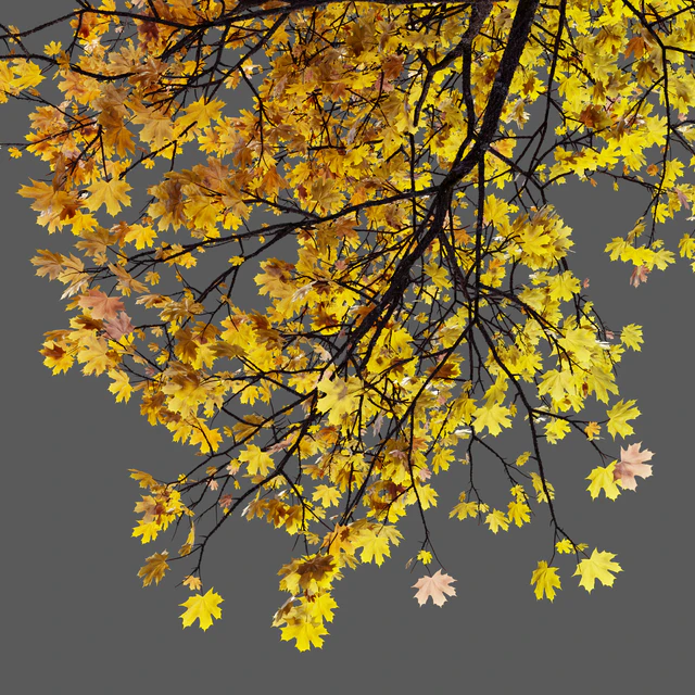Acer platanoides (autumn) — Descargar