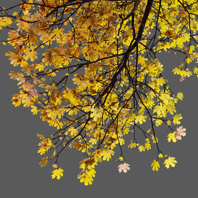 Acer platanoides (autumn) — Ver 4