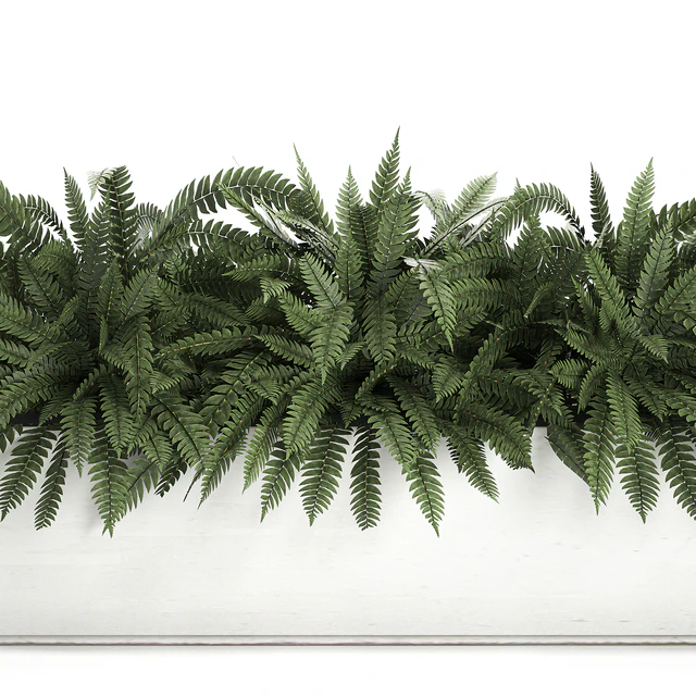 Lush ornamental bushes overgrown in a flowerbed pot with Nephrolepis, fern, outdoor flowerpot. Set 673. — Download
