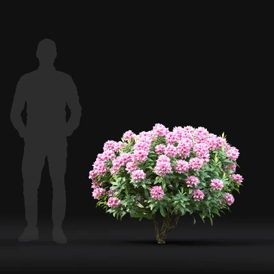 Rhododendron — Ver 3