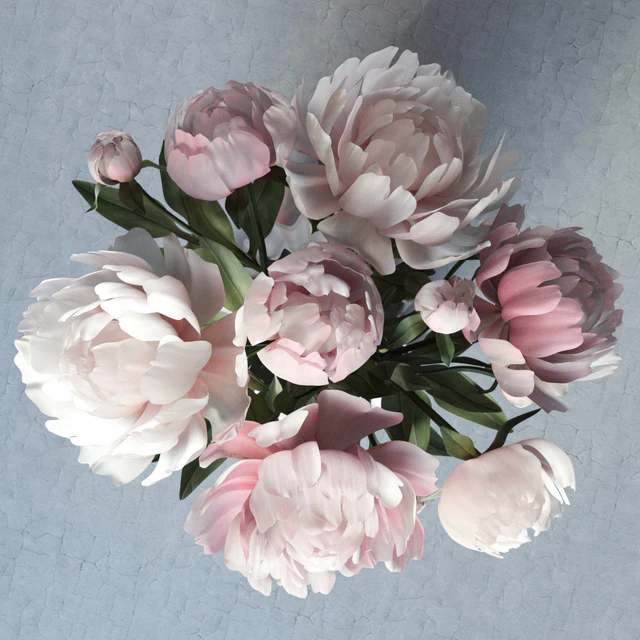 peonies — Descargar