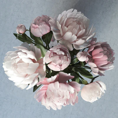 peonies — Ver 3