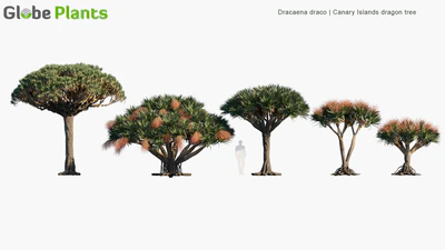 dracaena draco — download