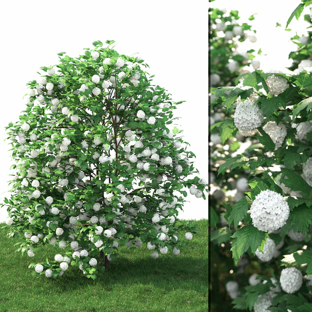 Viburnum — Скачать
