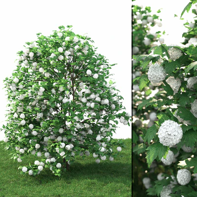 Viburnum — Вид 1