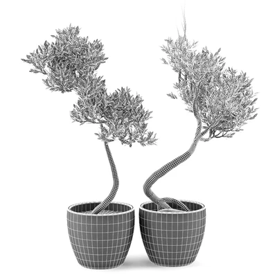 Olive Tree 2 — Вид 2
