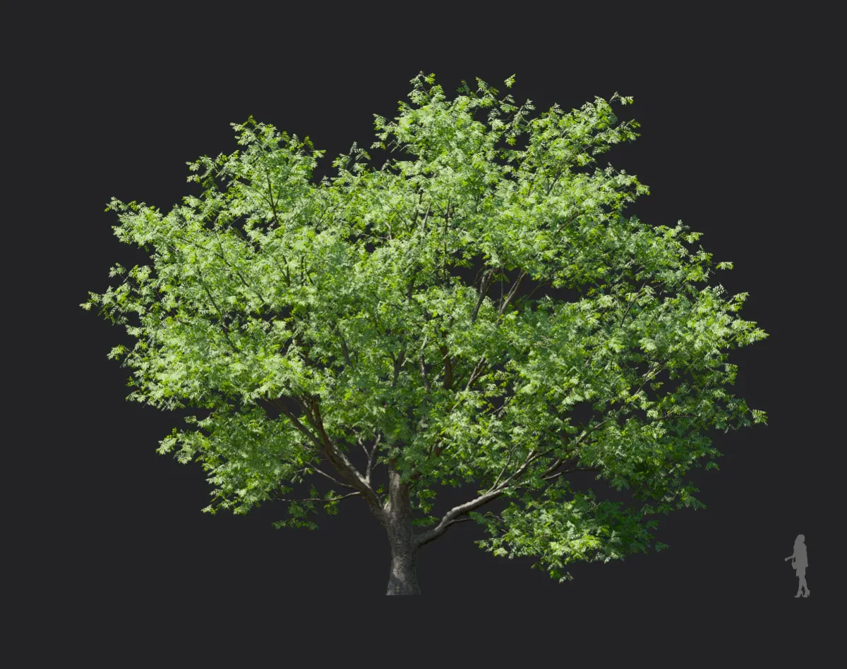 phellodendron amurense 002 — Скачать