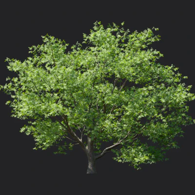 phellodendron amurense 002 — download