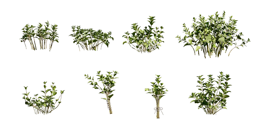 oregano 001 — Скачать