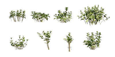 oregano 001 — Скачать