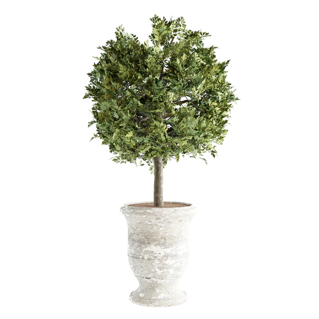 Outdoor Plants 02 - Plants in Concrete Pots — Скачать