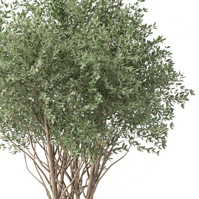 Tree No. 38 — Вид 4