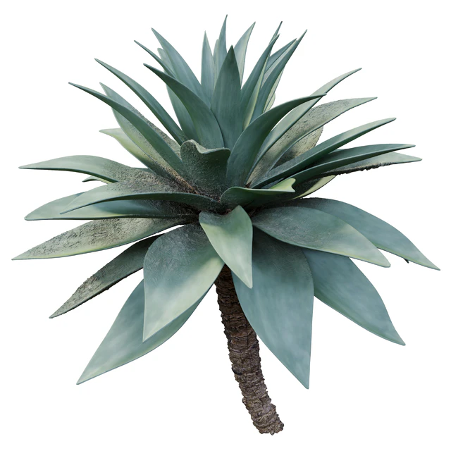 Agave 03 — Descargar