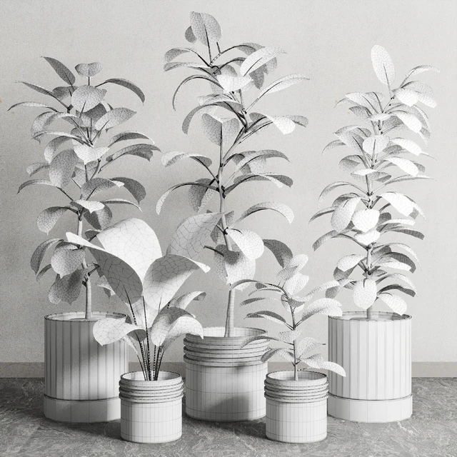 Ficus - Ficus rubbery plant 165 dirty wooden and plastic pots — Descargar