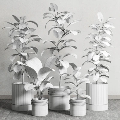 Ficus - Ficus rubbery plant 165 dirty wooden and plastic pots — Ver 6