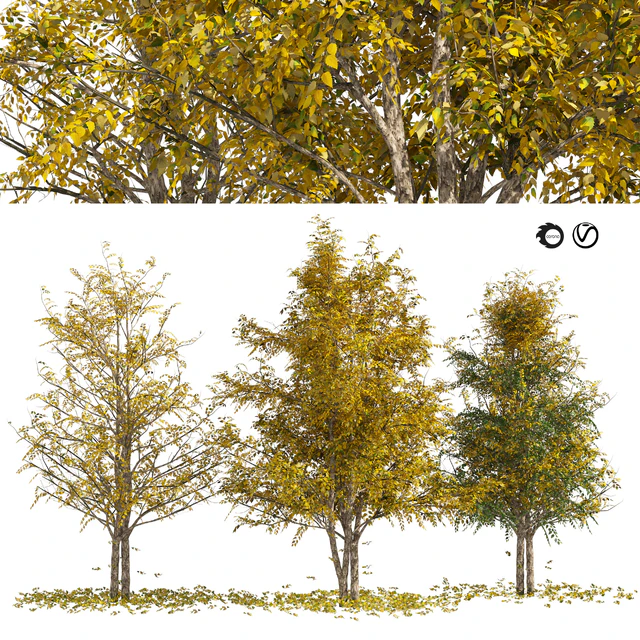 Fall Water birch Trees — Descargar