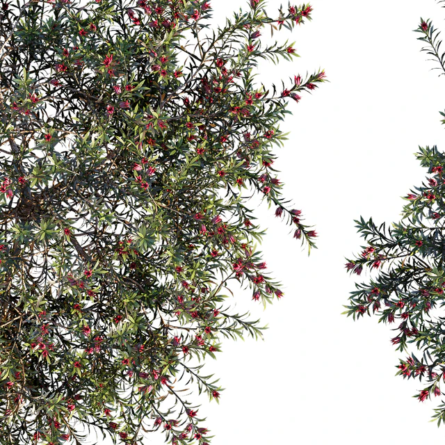 Darwinia Taxifolia — Descargar