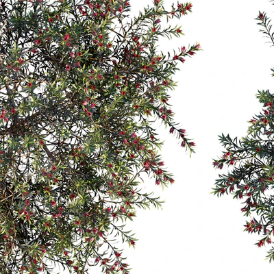 Darwinia Taxifolia — Ver 2