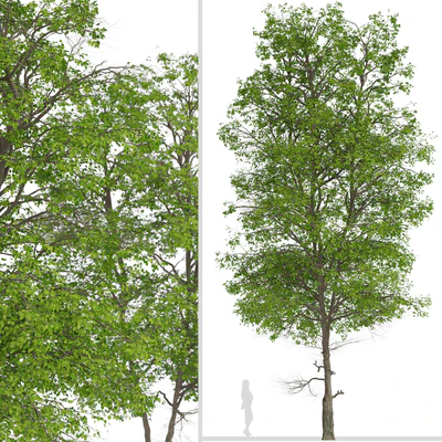 Set of Tilia Platyphyllos Trees (Large-Leaved Lime) (2 Trees) — Ver 3