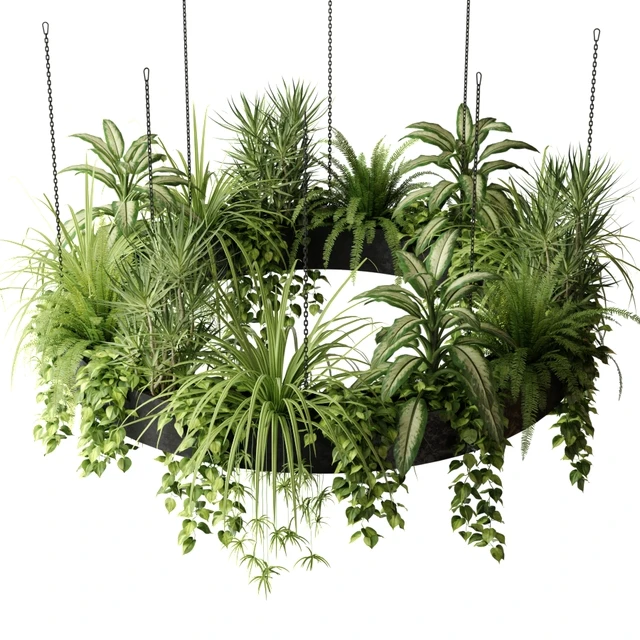 Indoor plants in a hanging ring planter — Download