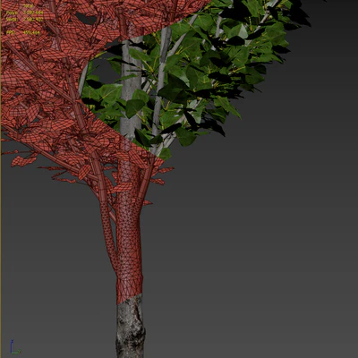 Тополь чёрный / Poplar / Populus nigra #6 — Вид 3