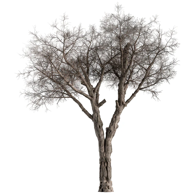 Dry Baobab Tree - Tree Set 215 — Descargar