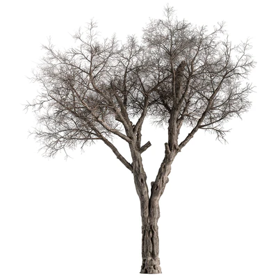 Dry Baobab Tree - Tree Set 215 — Ver 3