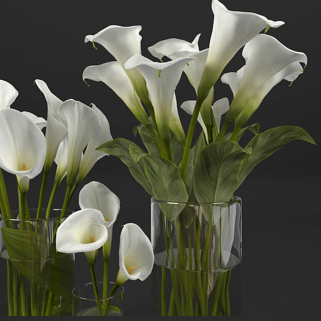 Calla lily — Скачать