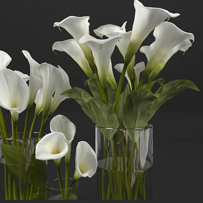 Calla lily — Вид 2