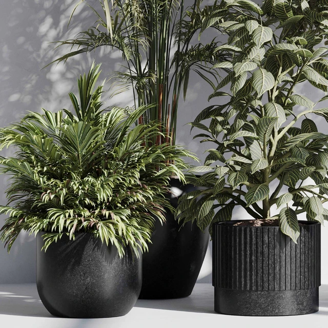 indoor plant set 85 — Скачать