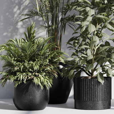 indoor plant set 85 — Вид 4