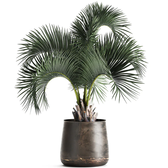 Lush interior palm tree in a metal loft pot with Butia. 995. — Descargar