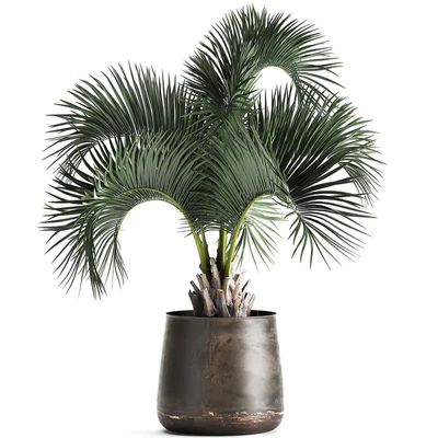 Lush interior palm tree in a metal loft pot with Butia. 995. — Ver 5