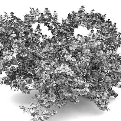 Physocarpus opulifolius # 1 — Ver 3