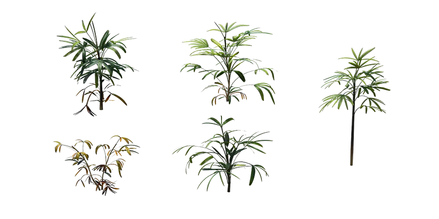 broadleaf lady palm 001 — Descargar