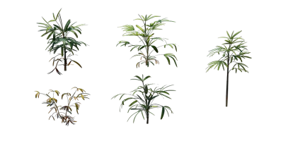 broadleaf lady palm 001 — Descargar