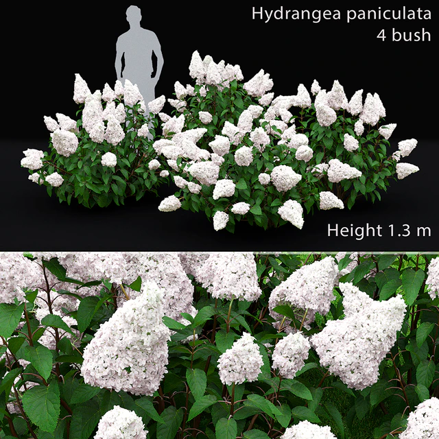 Hydrangea Paniculata — Descargar