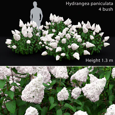 Hydrangea Paniculata — Ver 1