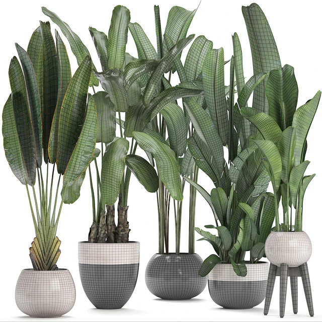 Plant collection 238. A set of palm trees, banana, strelitzia, ravenala, indoor plants, flowerpot, pot, bushes, exotic, stylish, luxury decor, eco design — Descargar