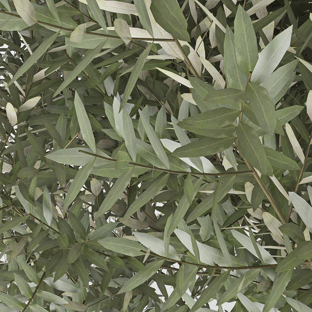 Olea europaea — Скачать