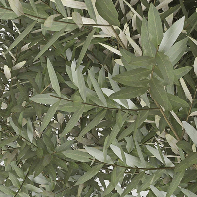 Olea europaea — Вид 3