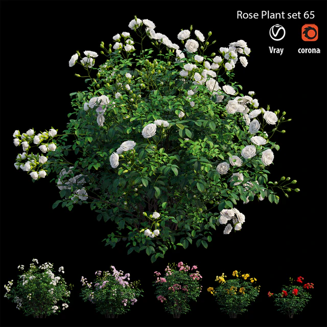 Rose plant set 65 — Descargar