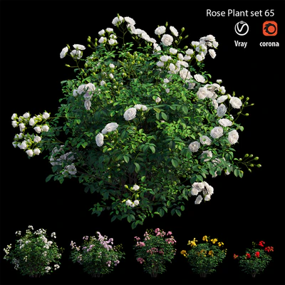 Rose plant set 65 — Ver 4