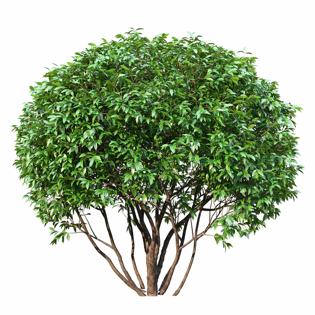 Ligustrum shining (Biryuchina) — Descargar