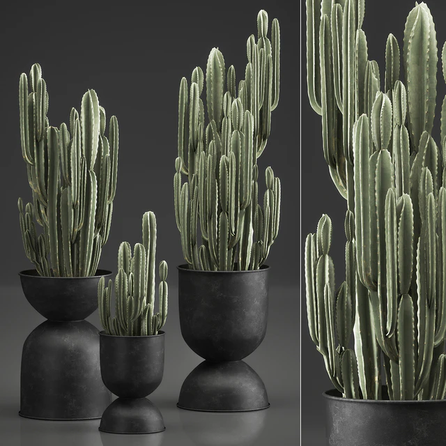 A collection of plants of beautiful cacti in black metal pots with Cereus. Set 898. — Descargar