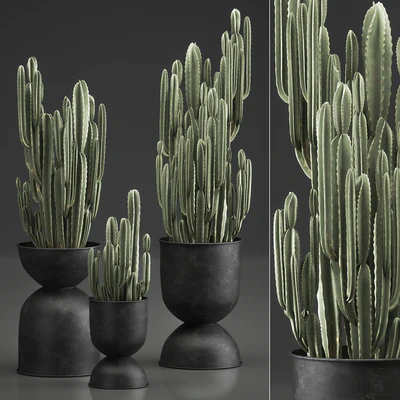 A collection of plants of beautiful cacti in black metal pots with Cereus. Set 898. — Ver 5