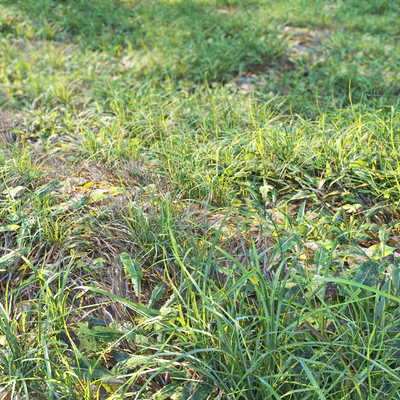 Meadow 2 — Ver 3