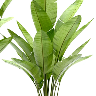 PLANTS 108 — Вид 2