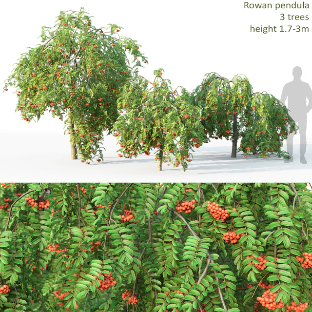 Rowan — Скачать