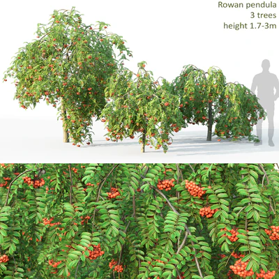 Rowan — Вид 1